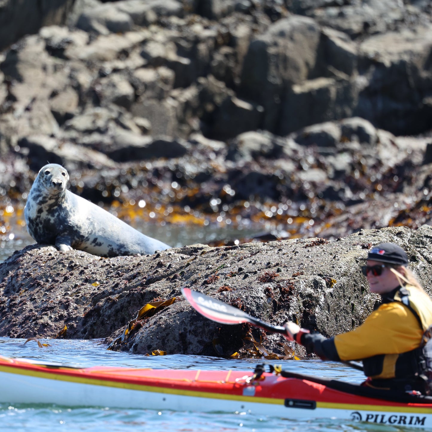 Sea Kayaker and Seals Anglesey
