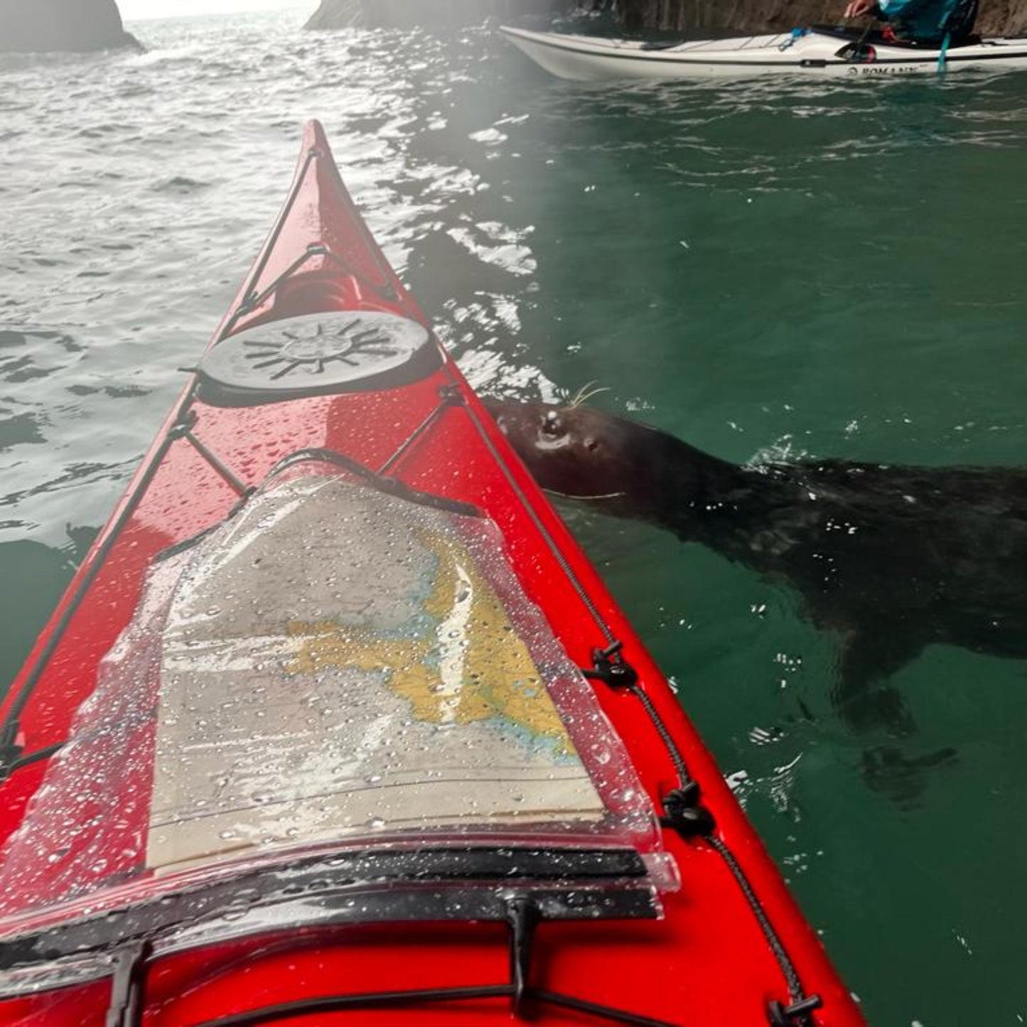 Seal Getting on Sea Kayak